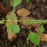 Basilicum polystachyon (L.) Moench